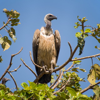 Bahir Dar - Rüppell's Griffon Vulture